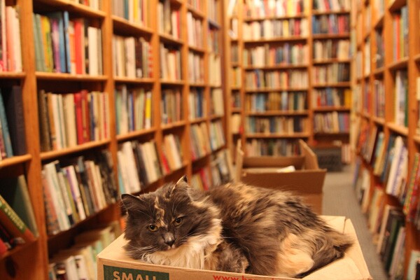 Bookstore cat in a box