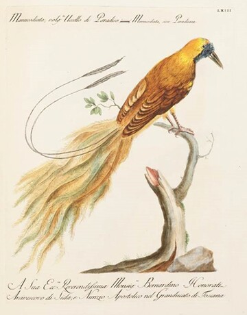 Natural History of Birds