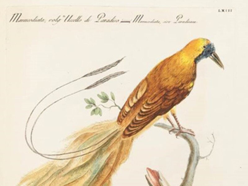 Natural History of Birds