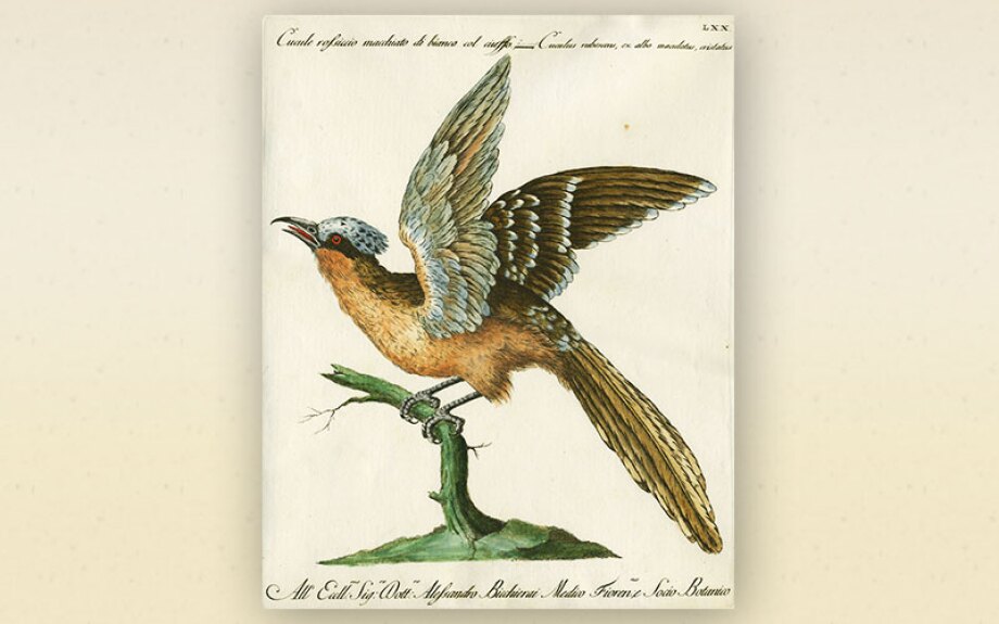 bird4.jpg