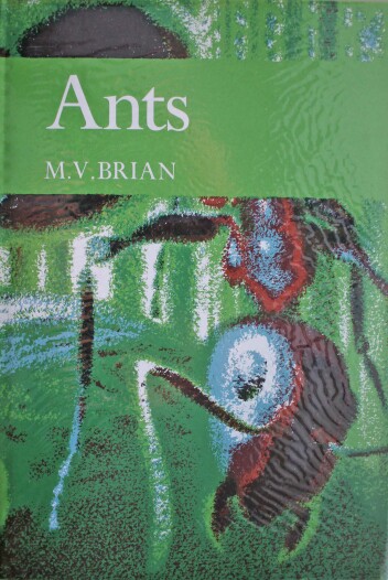 Ants.jpg