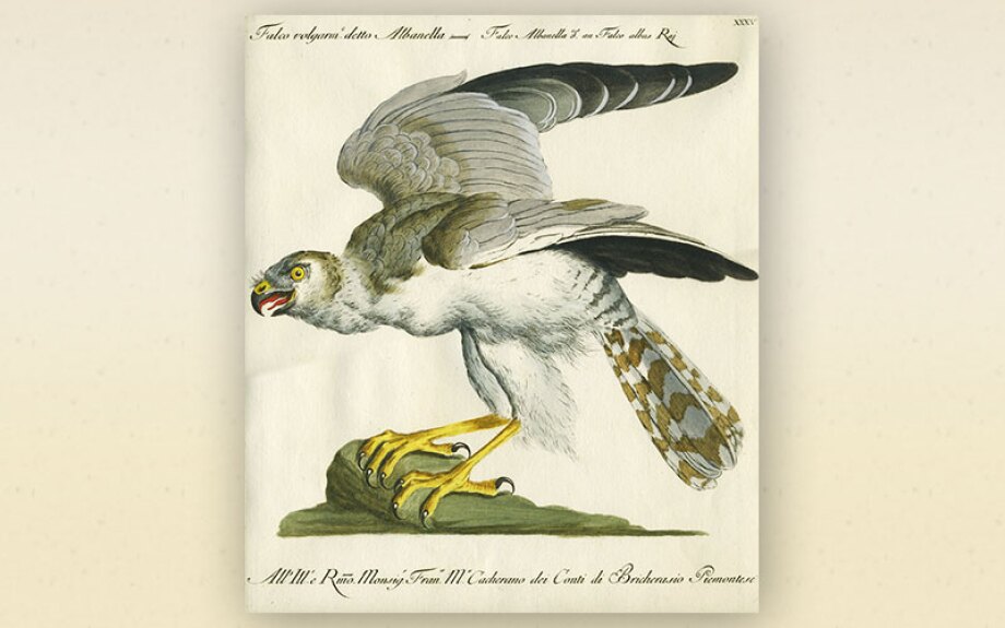 bird10.jpg