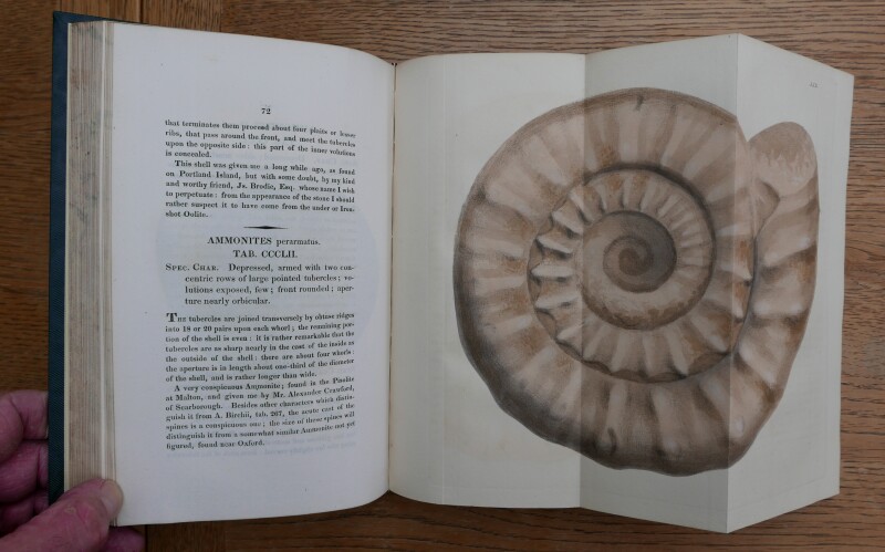 The Mineral Conchology of Great Britain