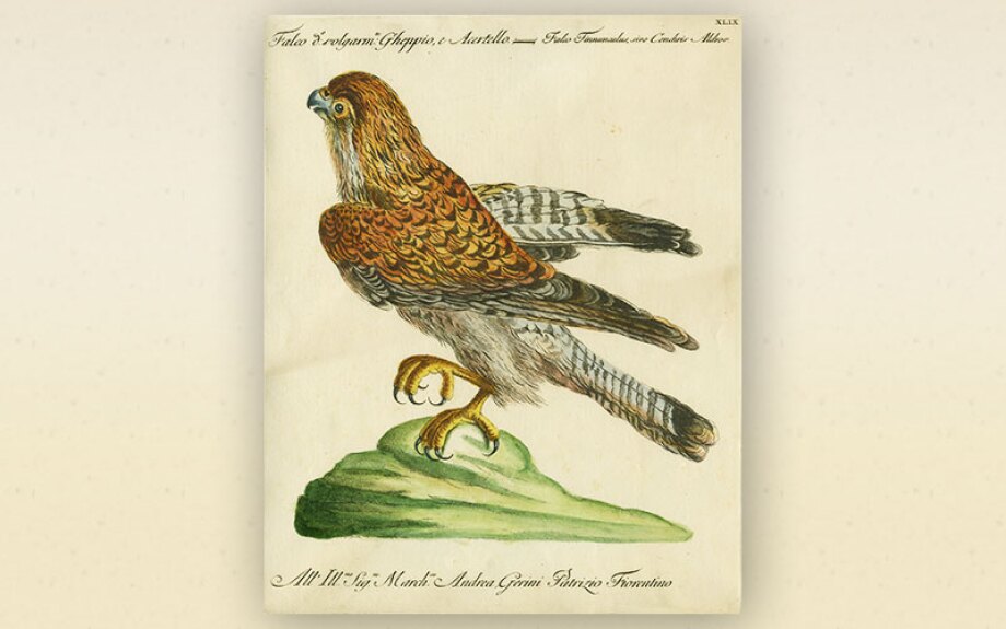 bird2.jpg