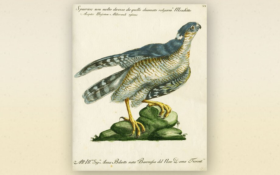 bird3.jpg