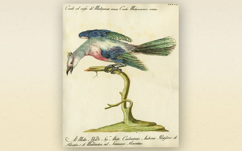 bird7.jpg
