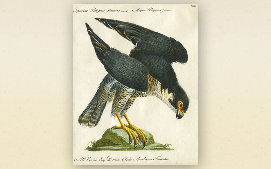 bird9.jpg