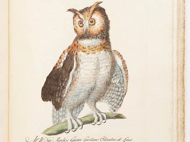 A Natural History of Birds