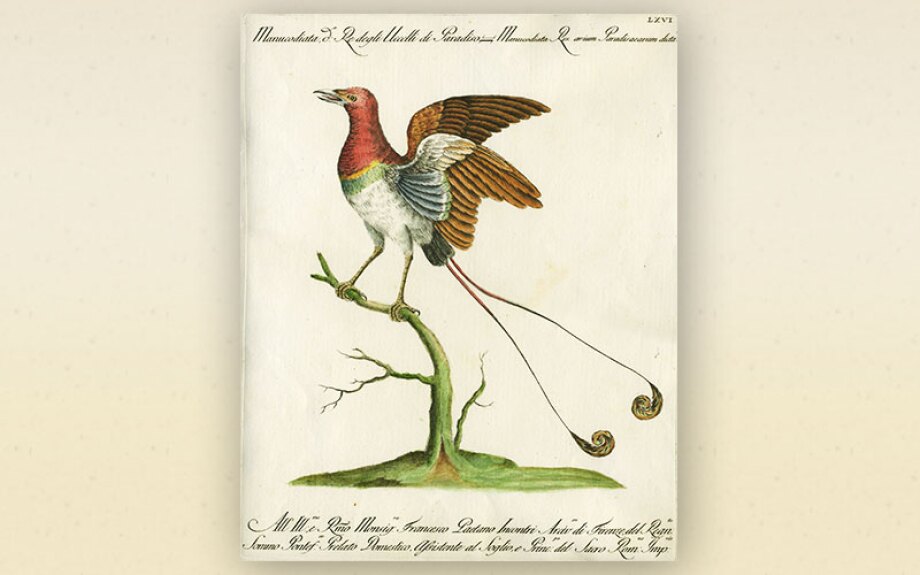 bird5.jpg