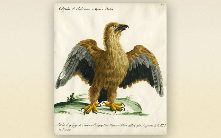 bird8.jpg
