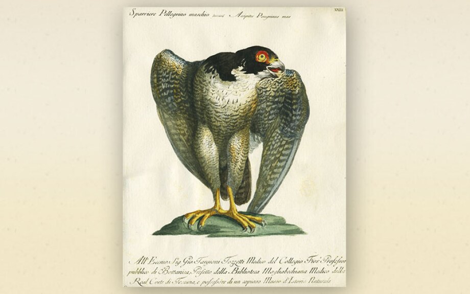 bird6.jpg