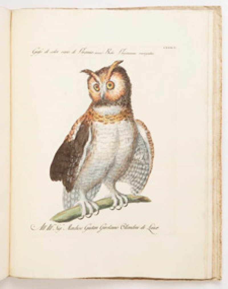 A Natural History of Birds