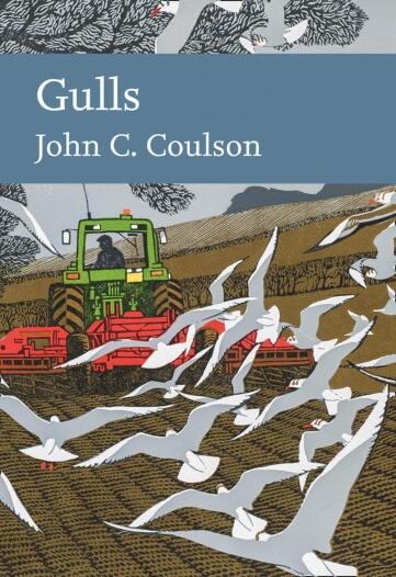 Gulls.jpg